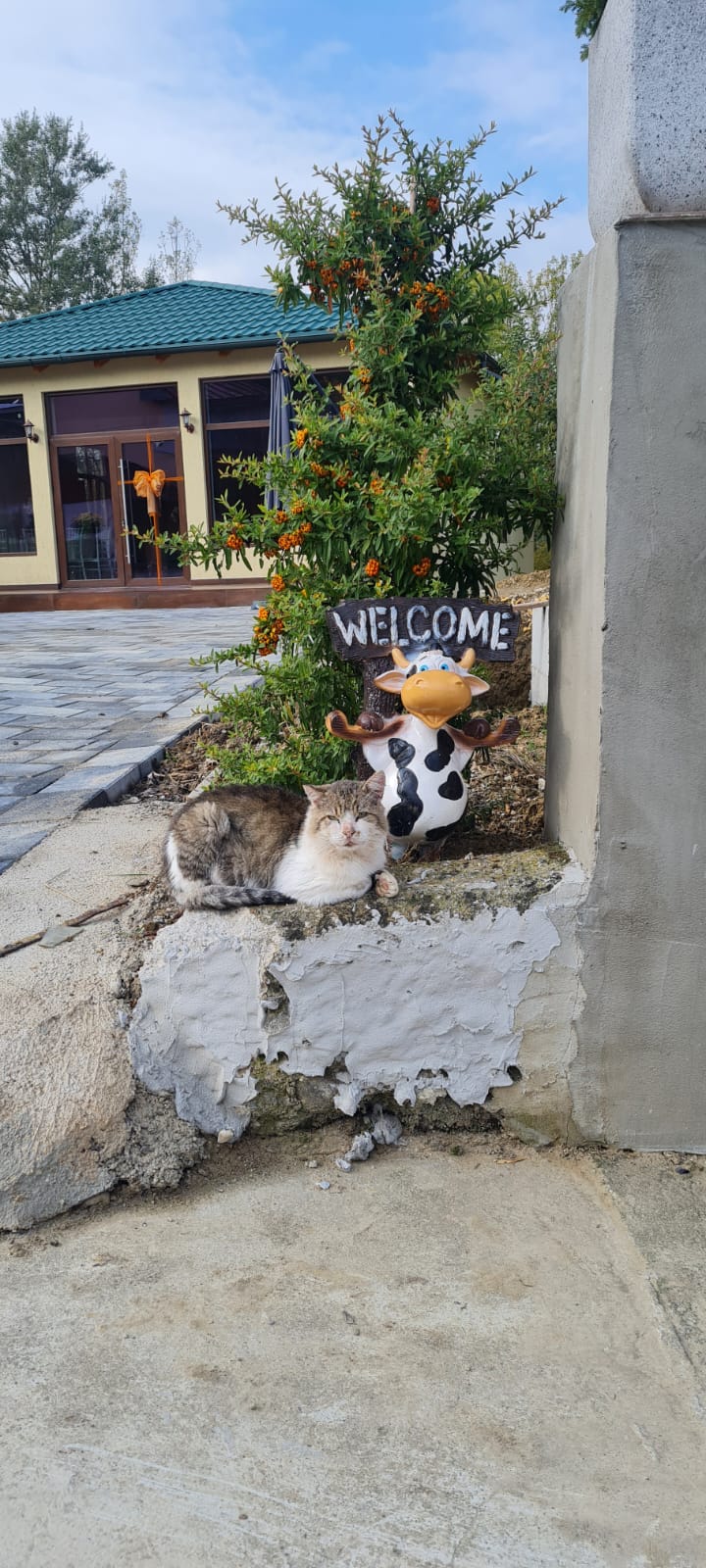 Pisica prietenoasa la intrarea in pensiunea Vila Fane - atmosfera calda si primitoare in Pietrari Valcea